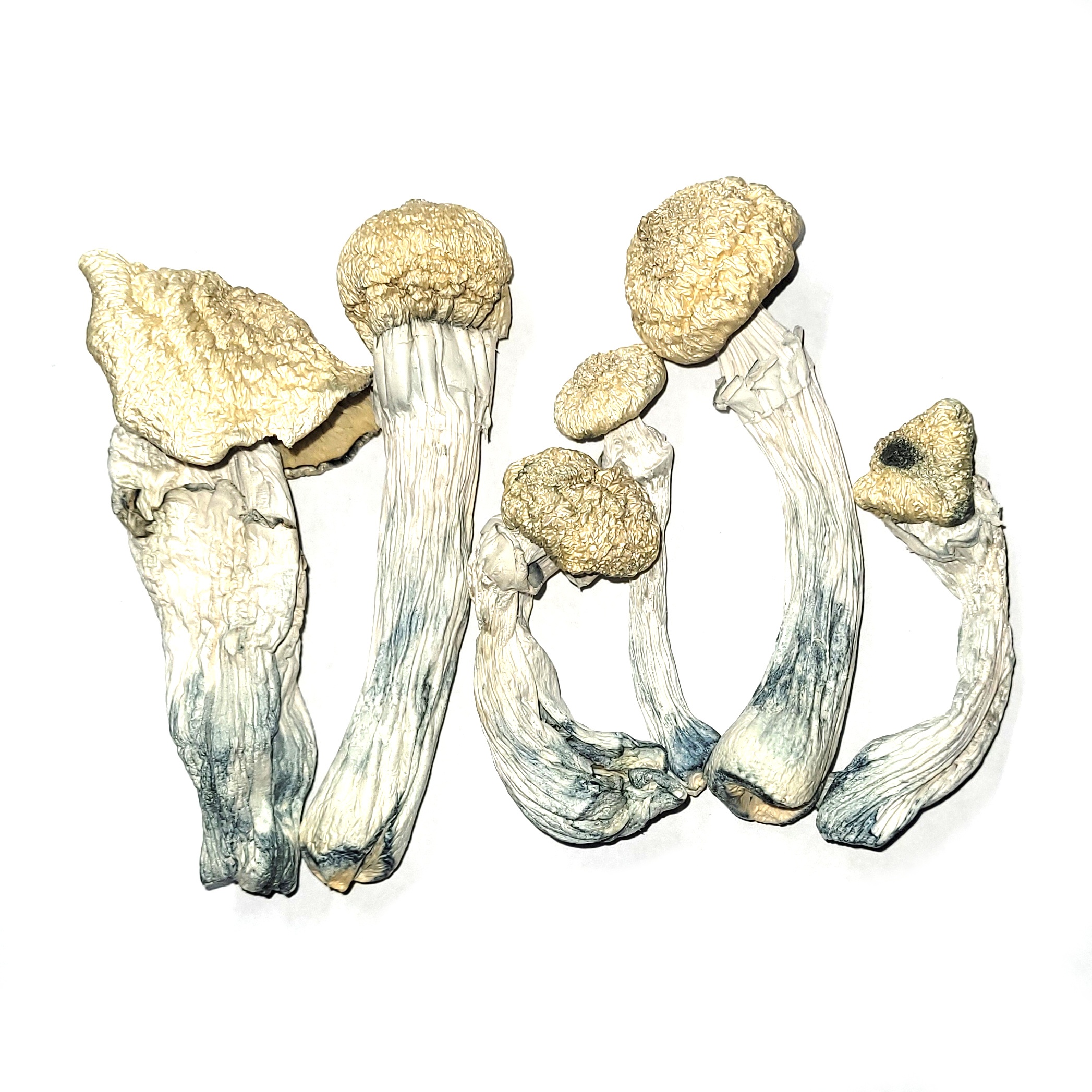 APE-Cubensis.jpg