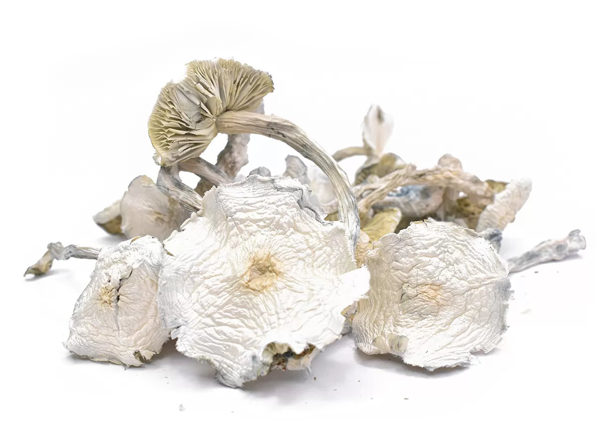 Albino-Dried-Magic-Mushrooms.webp