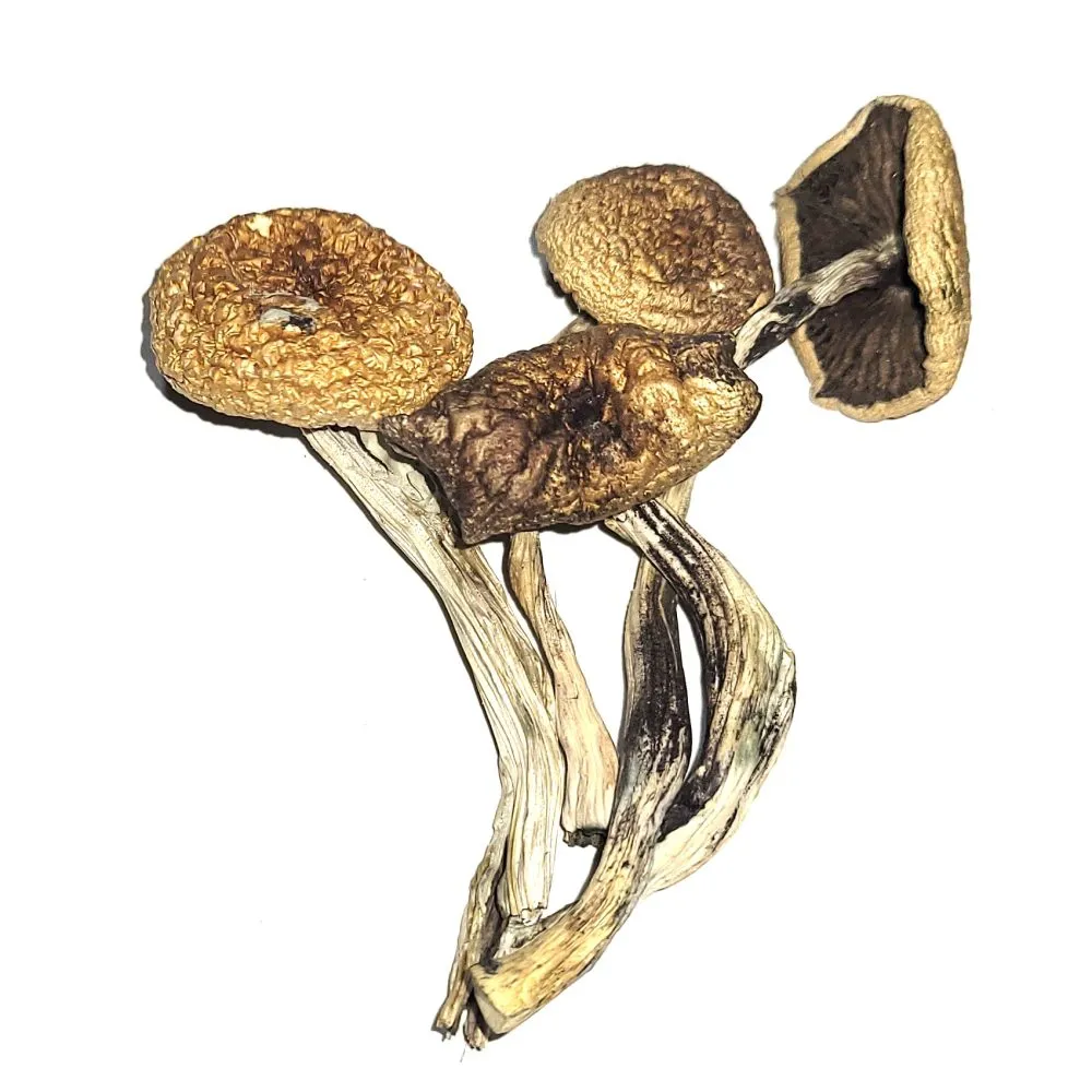 B-Cubensis.webp