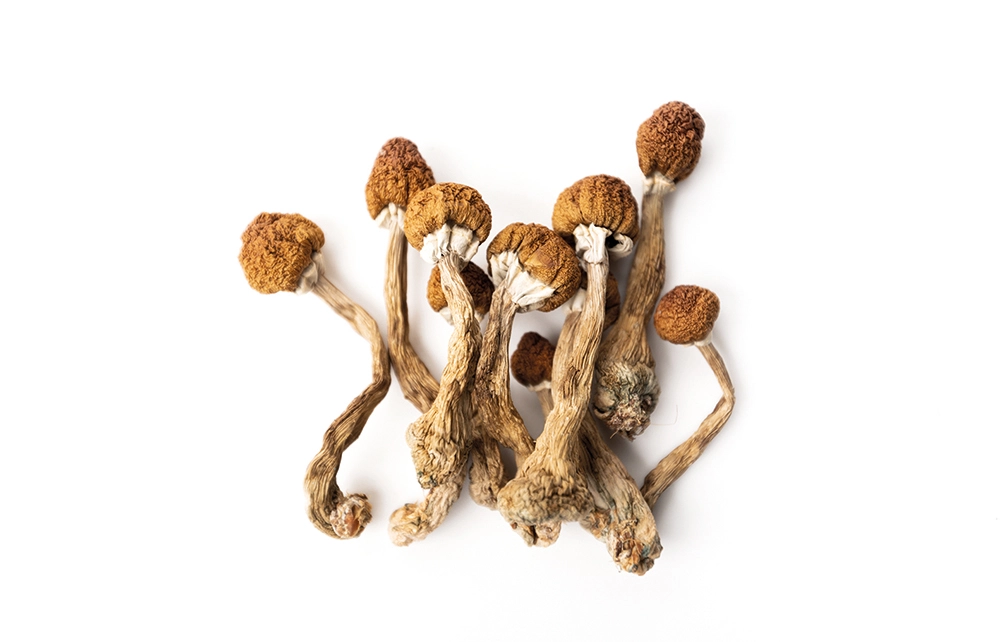 Buy-Liberty-Cap-mushrooms.webp