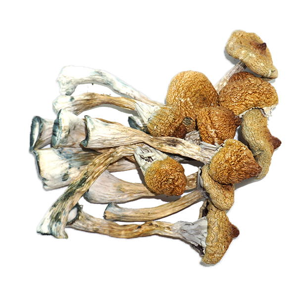 Buy-Psiolcybe-Mexicana.jpg