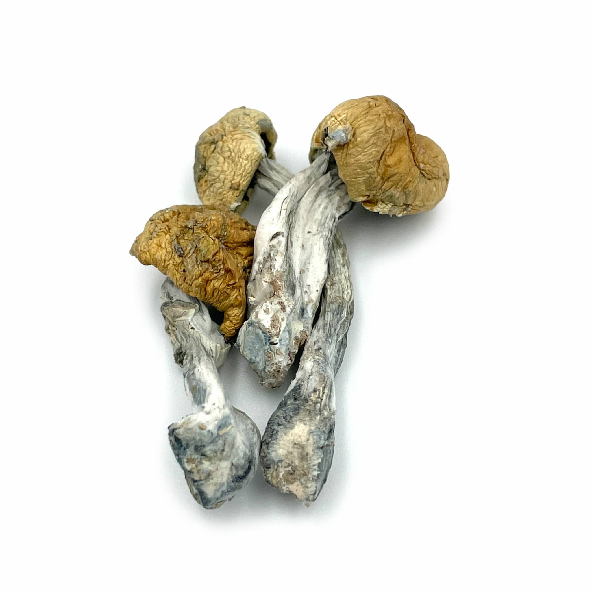 Mazatapec-Magic-mushrooms.jpeg