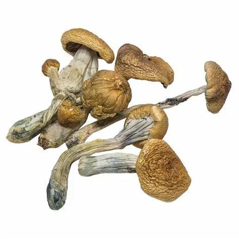 Mushrooms-For-Sale-Online.webp