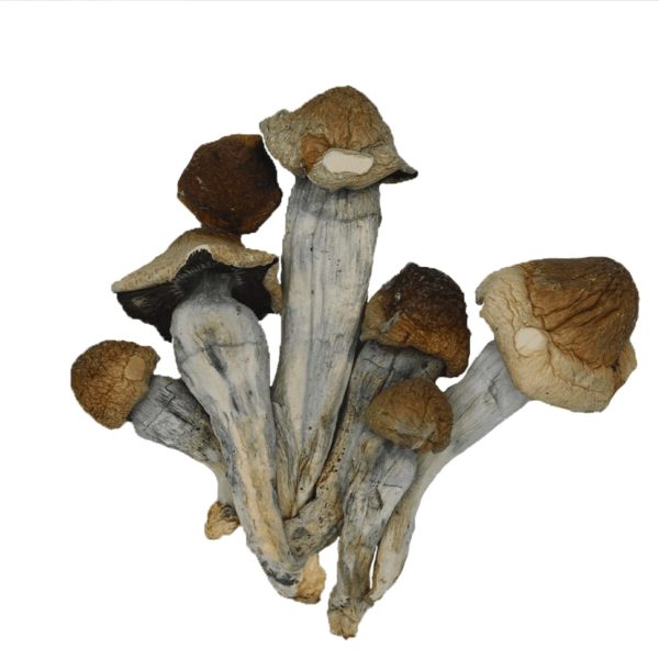 Penis-Envy-magic-mushroom.jpg