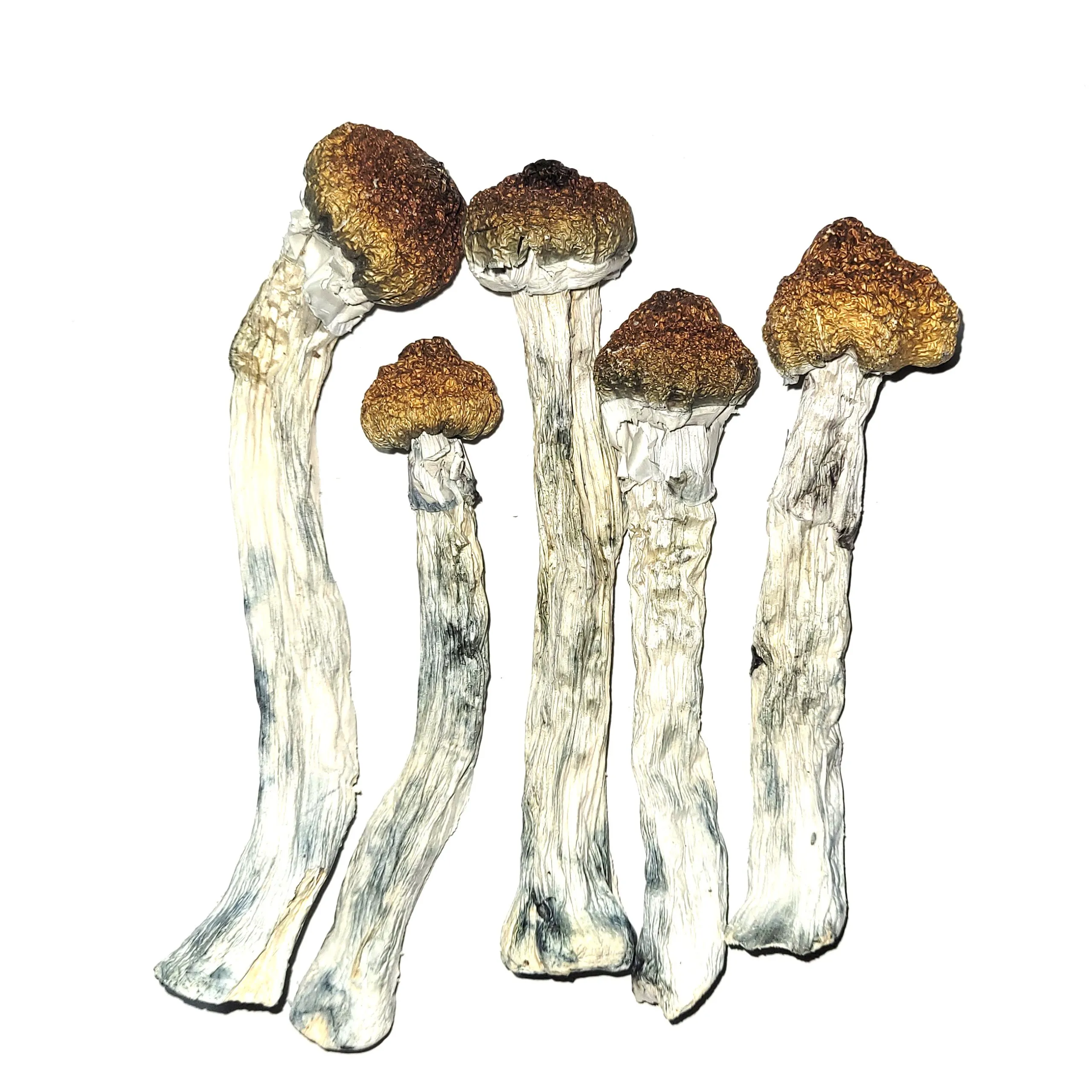 Psilocybe-Azurescens.webp